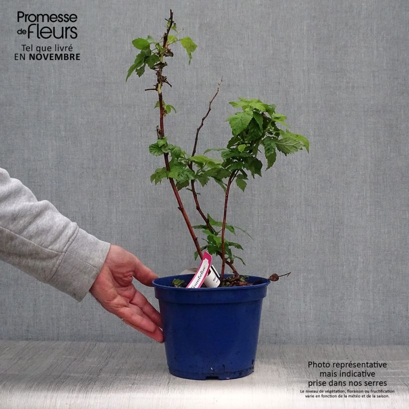 Amostra de Framboeseiro remontante Frambélise - Rubus idaeus Vaso de 2 L/3 L, Tufo tal como entregue no outono