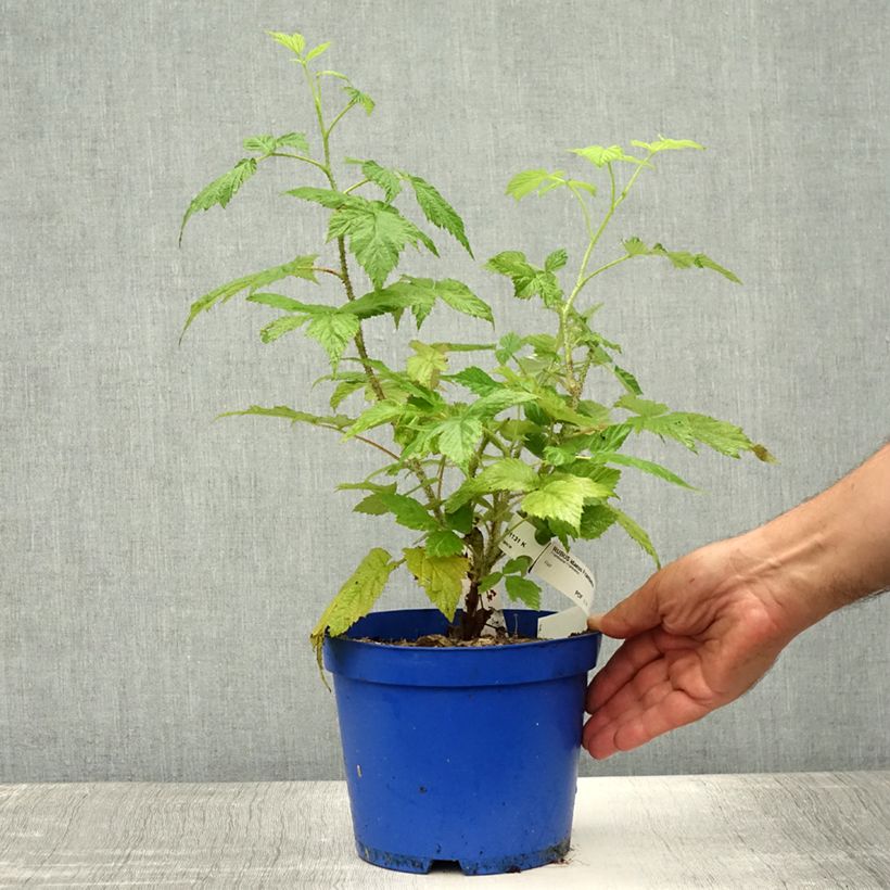 Amostra de Framboeseiro remontante Frambélise - Rubus idaeus Vaso de 2 L/3 L, Tufo tal como entregue no verão