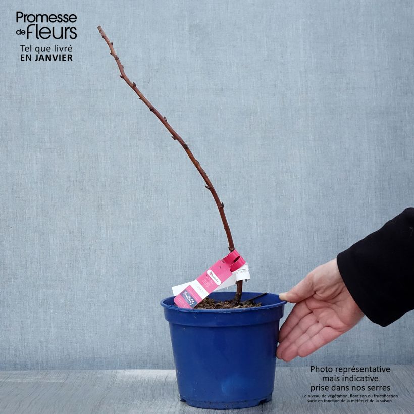 Amostra de Framboisier remontant Frambélise - Rubus idaeus Vaso de 2 L/3 L, Tufo tal como entregue no inverno