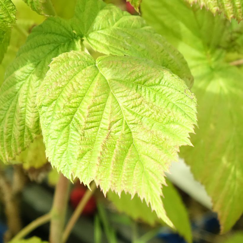 Framboeseiro remontante Frambélise - Rubus idaeus (Folhagem)
