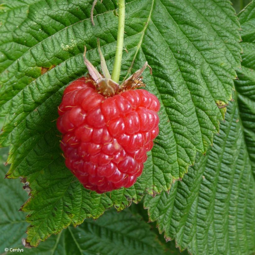 Framboeseiro Mademoiselle Françoise remontante - Rubus idaeus (Colheita)