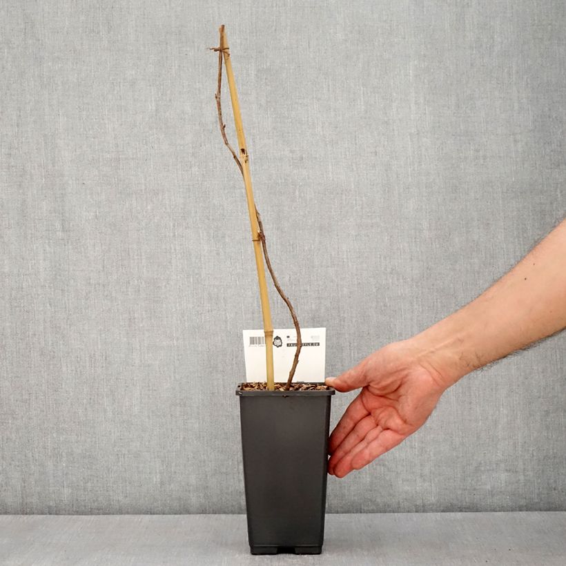 Amostra de Framboeseiro remontante Malling Passion - Rubus idaeus Vaso de 2 L/3 L tal como entregue na primavera