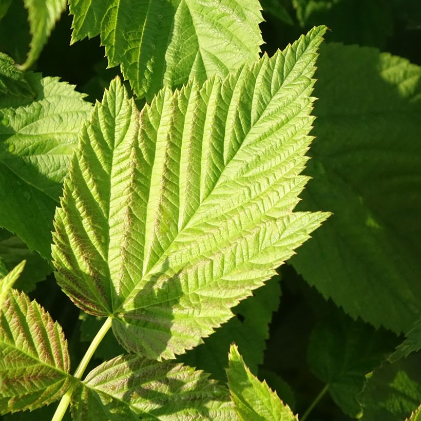 Framboeseiro Primeberry Autumn Chef - Rubus idaeus (Folhagem)