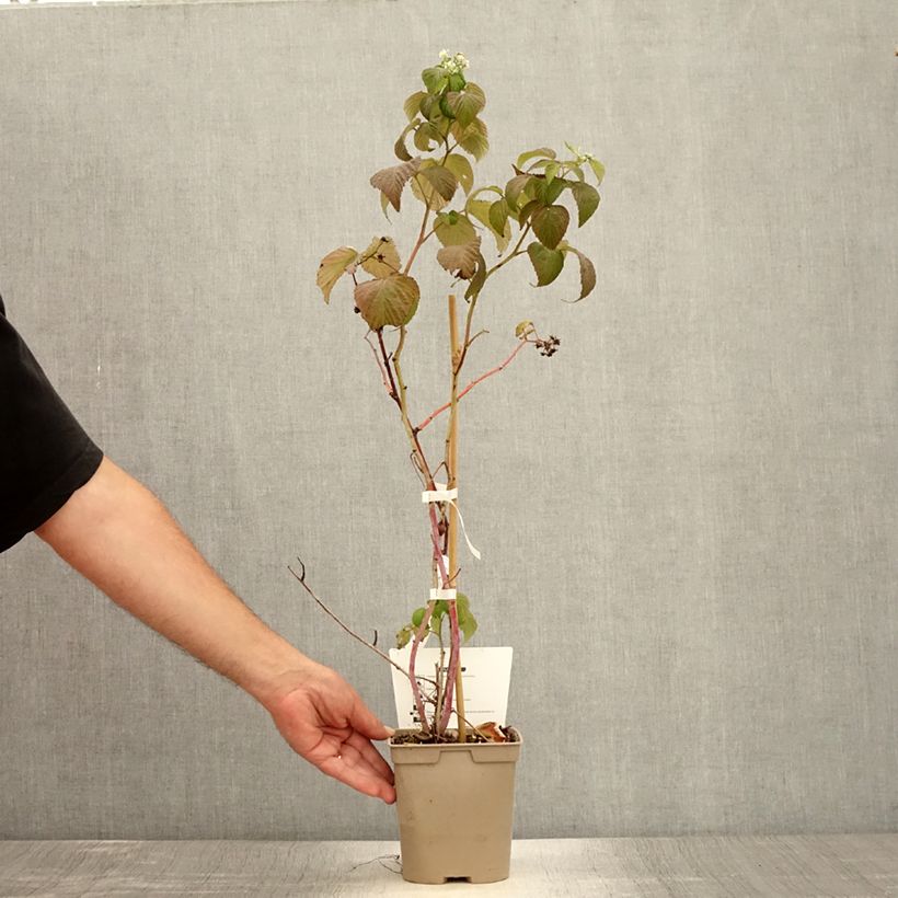 Amostra de Framboeseiro remontante Sanibelle - Rubus idaeus Vaso de 1 L/1,5 L tal como entregue no verão