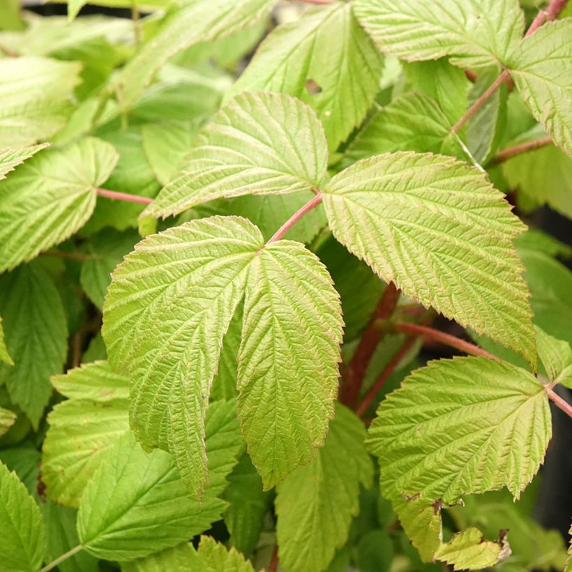 Framboeseiro remontante Sanibelle - Rubus idaeus (Folhagem)