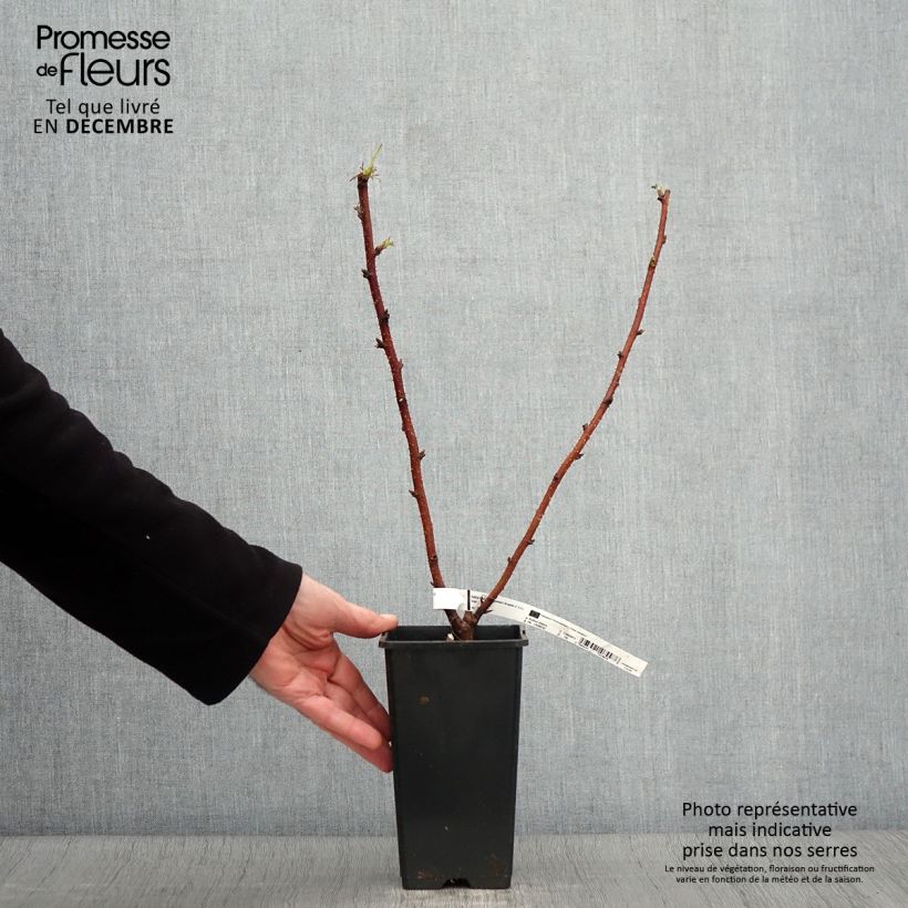 Amostra de Framboeseiro Scepter remontante - Rubus idaeus Vaso de 1 L/1,5 L tal como entregue no outono