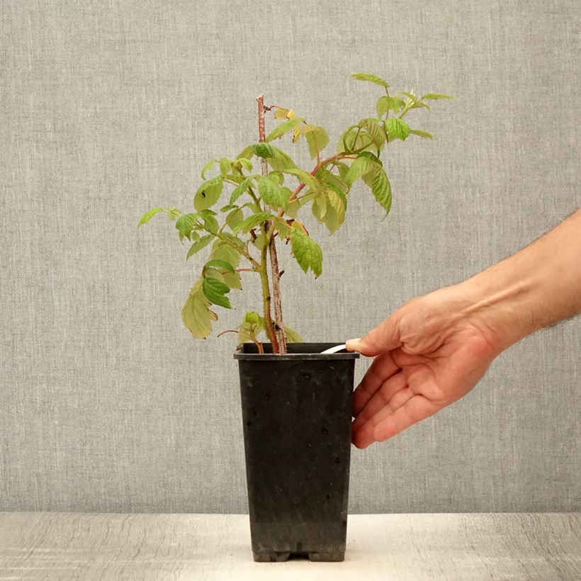 Amostra de Framboeseiro Scepter remontante - Rubus idaeus Vaso de 1 L/1,5 L tal como entregue no verão