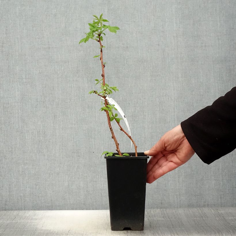 Amostra de Framboeseiro Scepter remontante - Rubus idaeus Vaso de 1 L/1,5 L tal como entregue na primavera