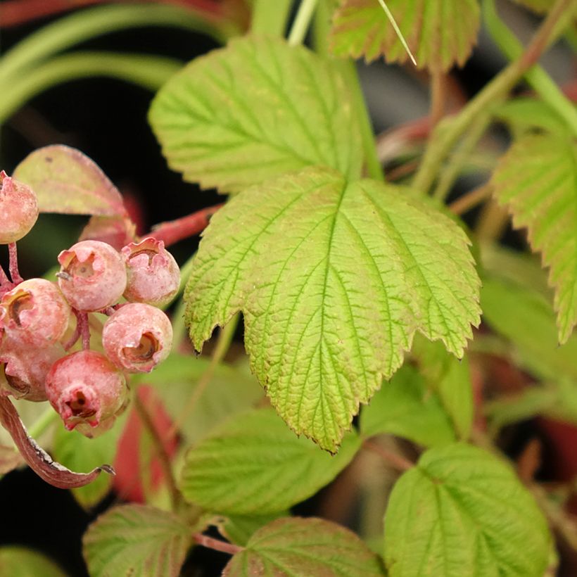 Framboeseiro Scepter remontante - Rubus idaeus (Folhagem)