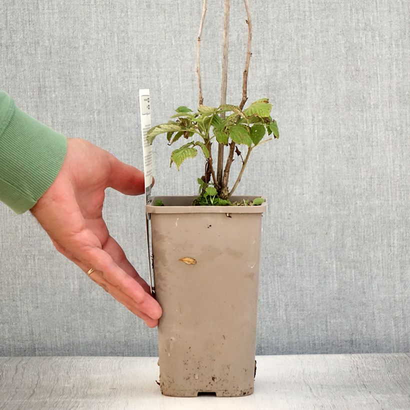 Amostra de Framboeseiro Schlaraffia Plentiful remontante - Rubus idaeus Vaso de 1,5 L/2 L, Tufo tal como entregue no verão