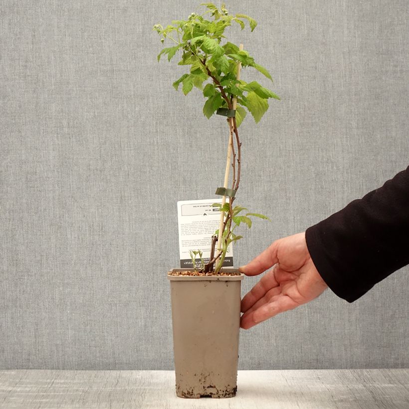 Amostra de Framboeseiro Schlaraffia Plentiful remontante - Rubus idaeus Vaso de 1,5 L/2 L, Tufo tal como entregue na primavera