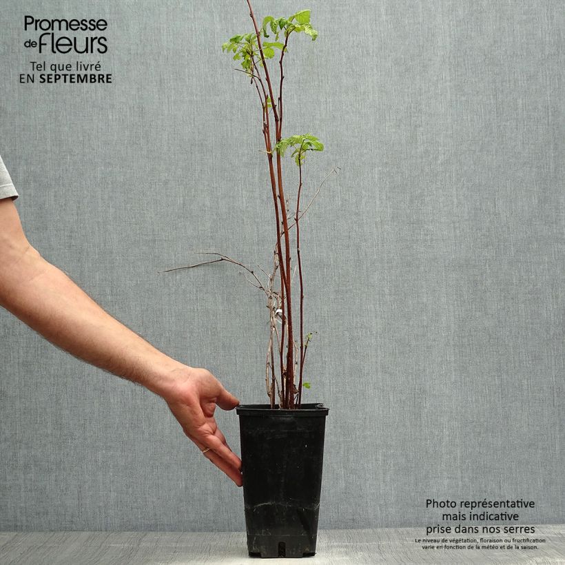 Amostra de Framboeseiro September remontante - Rubus idaeus Vaso de 2 L/3 L, Tufo tal como entregue no outono