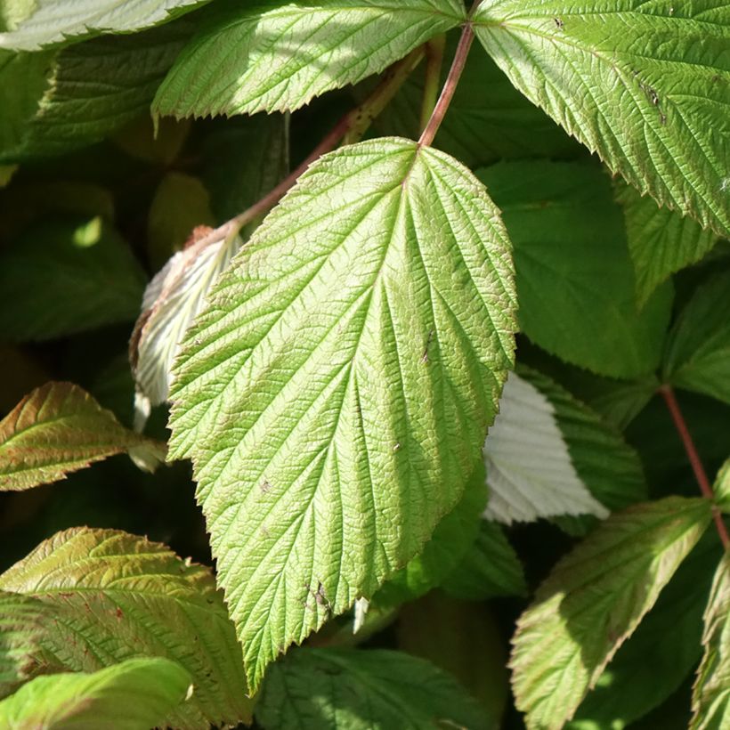 Framboeseiro September remontante - Rubus idaeus (Folhagem)