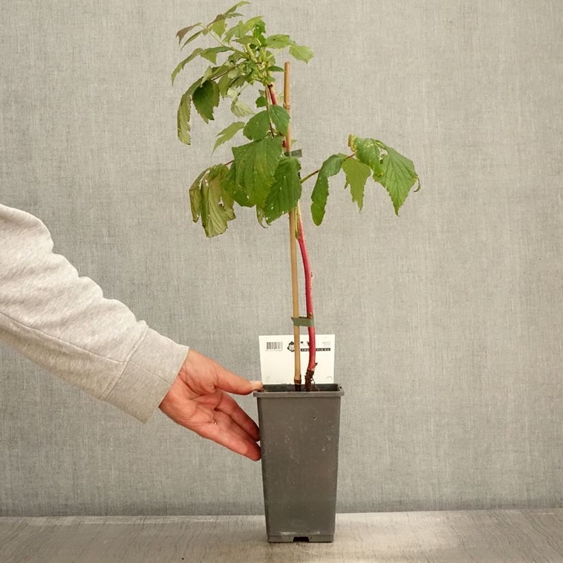 Amostra de Framboeseiro remontante Malling Passion - Rubus idaeus Vaso de 2 L/3 L tal como entregue no outono
