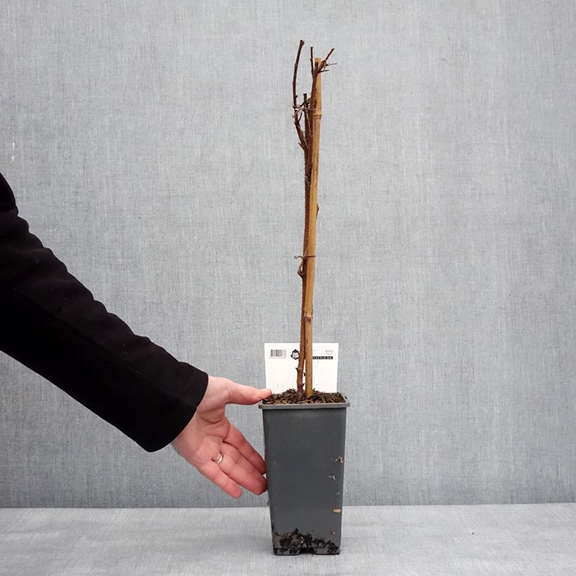 Amostra de Framboisier remontant Malling Passion - Rubus idaeus (remontant) Vaso de 2 L/3 L tal como entregue no inverno