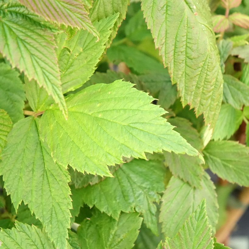 Framboeseiro remontante Malling Passion - Rubus idaeus (Folhagem)