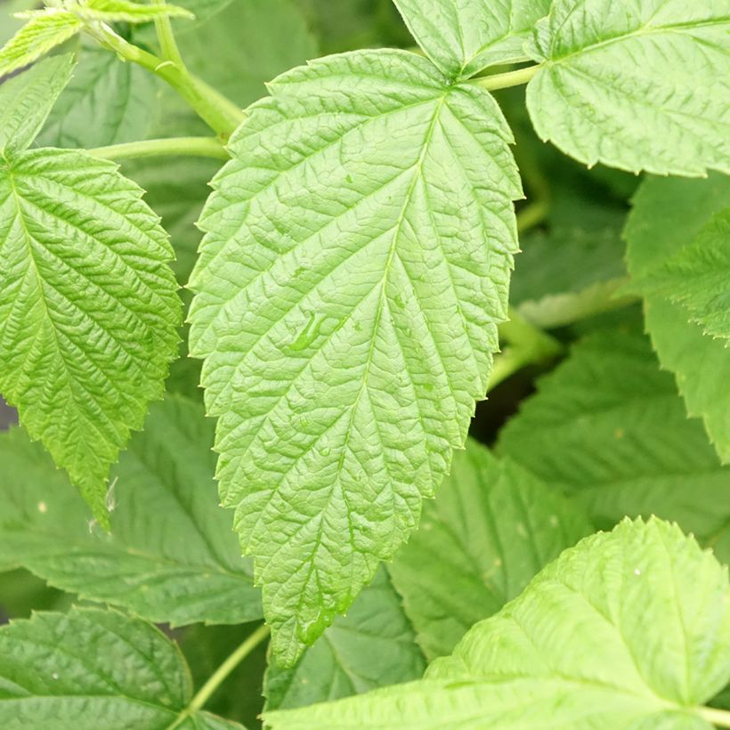 Framboeseiro Schlaraffia Golddigger - Rubus idaeus (Folhagem)