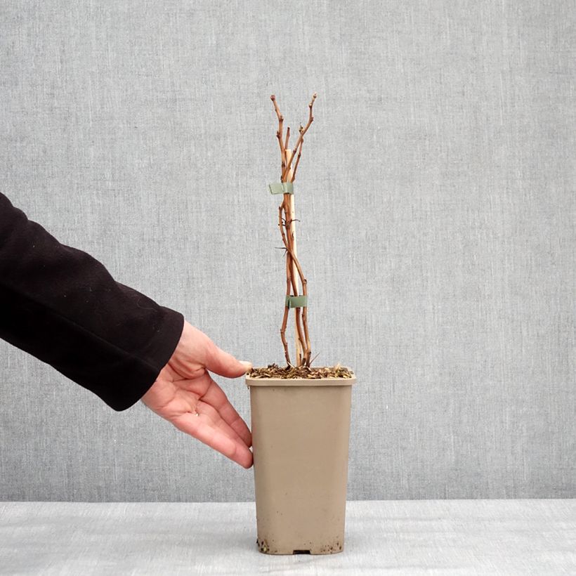 Amostra de Framboisier Schlaraffia Golddigger - Rubus idaeus Pot de 1,5L/2L, Touffe tal como entregue no inverno