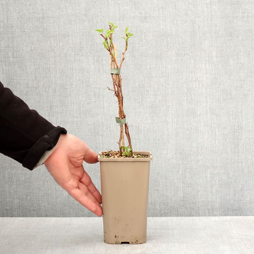 Amostra de Framboeseiro Schlaraffia Golddigger - Rubus idaeus Vaso de 1,5 L/2 L, Tufo tal como entregue na primavera