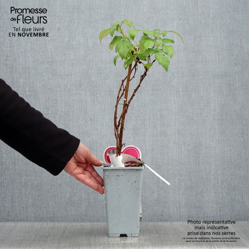 Amostra de Framboeseiro Schönemann - Rubus idaeus Vaso de 1,5 L/2 L, Arbusto tal como entregue no outono