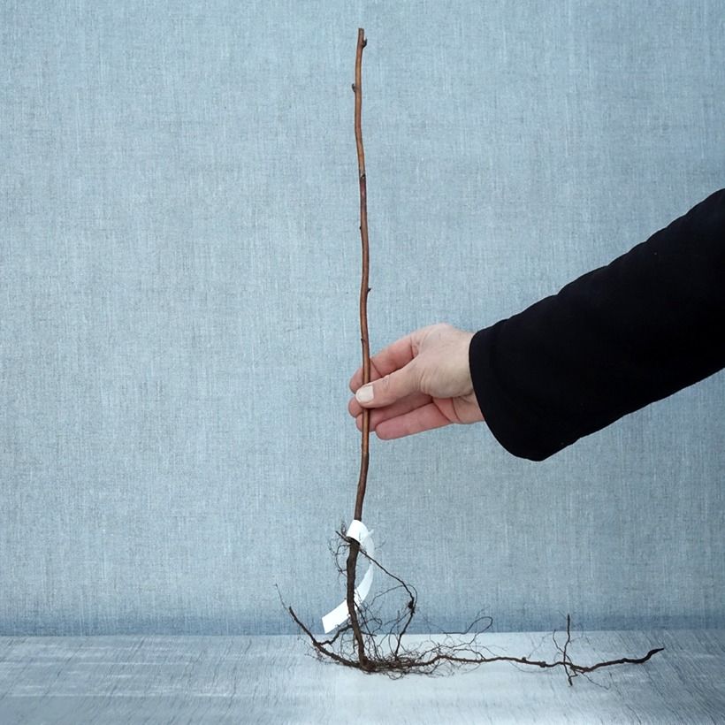 Amostra de Framboisier Schönemann - Rubus idaeus Raízes nuas, Arbusto tal como entregue no inverno