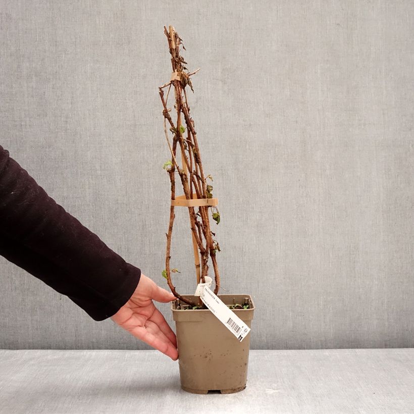 Amostra de Framboisier Sumo 2 (remontant) à gros fruits Vaso de 2 L/3 L, Tufo tal como entregue no inverno