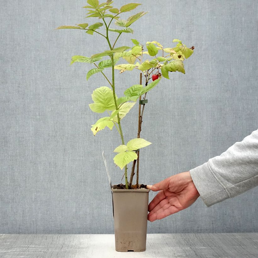 Amostra de Framboeseiro Tulamagic não remontante - Rubus idaeus Vaso de 1,5 L/2 L tal como entregue no verão