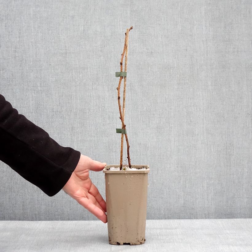 Amostra de Framboisier Tulamagic non remontant Vaso de 1,5 L/2 L tal como entregue no inverno