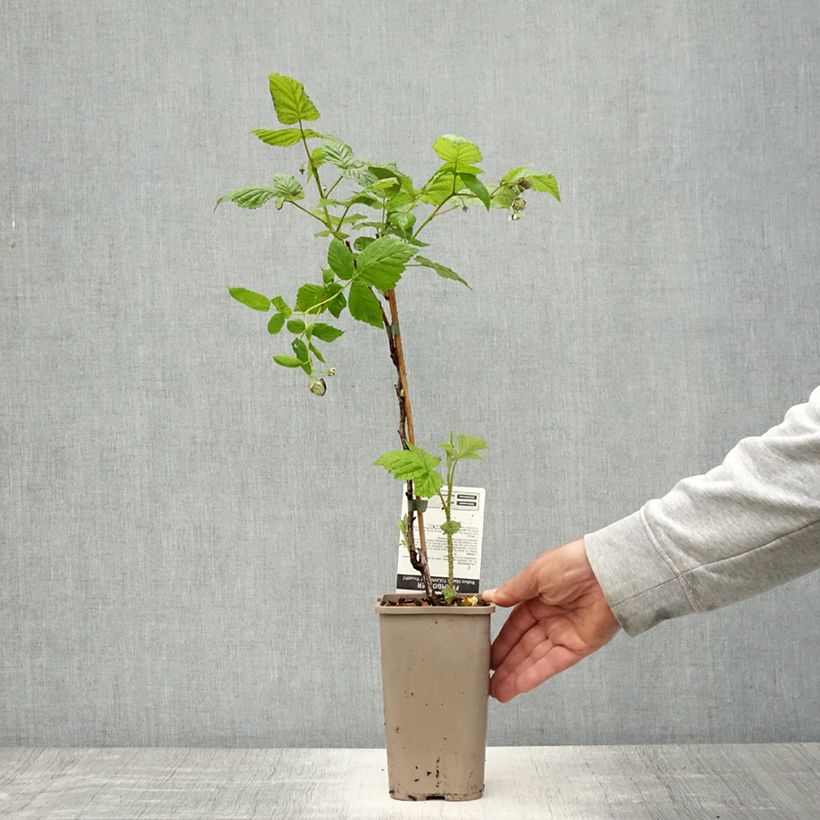 Amostra de Framboeseiro Tulamagic não remontante - Rubus idaeus Vaso de 1,5 L/2 L tal como entregue na primavera
