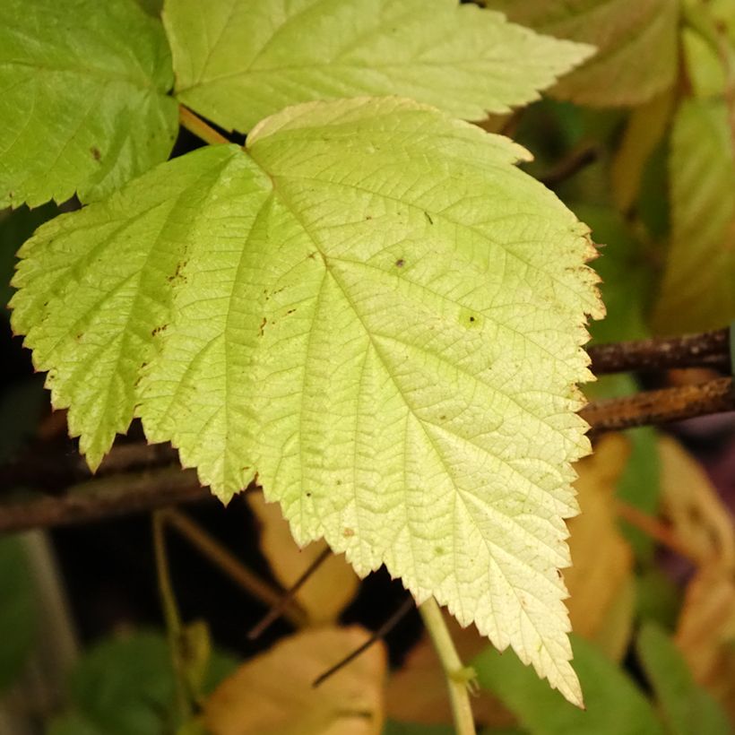 Framboeseiro Tulamagic não remontante - Rubus idaeus (Folhagem)