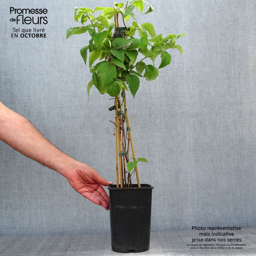 Amostra de Framboeseiro Tulameen - Rubus idaeus Vaso de 2 L/3 L, Arbusto tal como entregue no outono