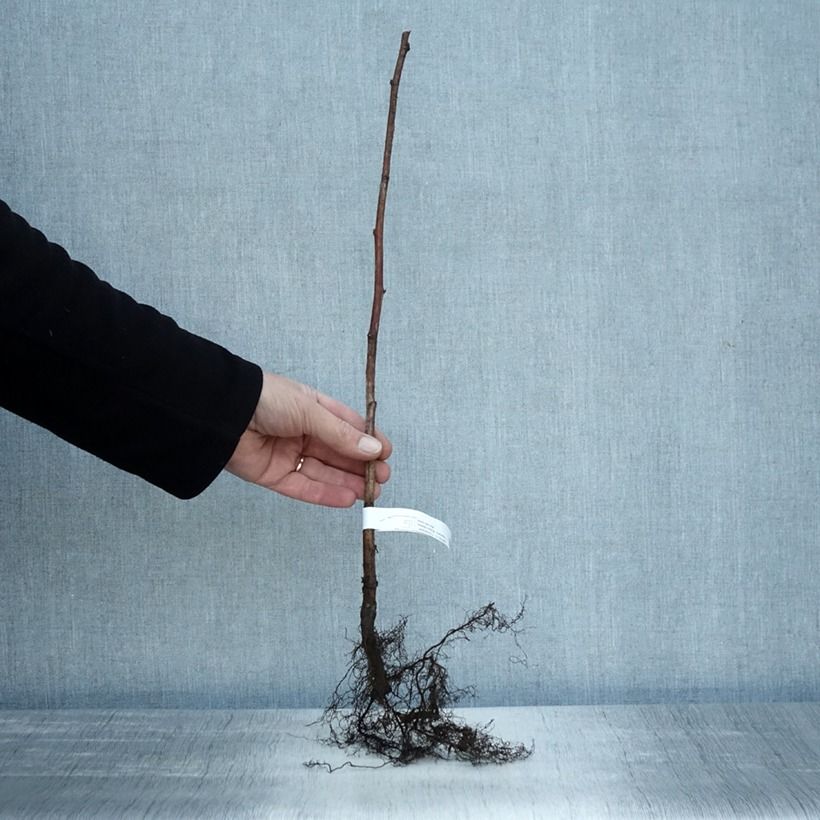 Amostra de Framboisier Tulameen - Rubus idaeus Raízes nuas, Arbusto tal como entregue no inverno