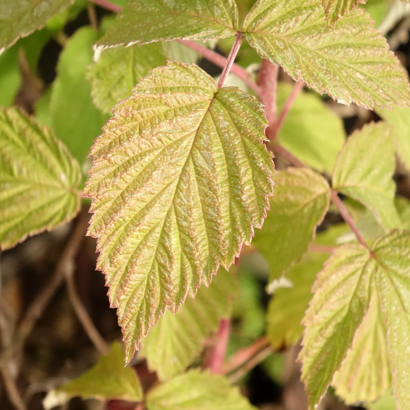 Framboeseiro Twotimer Allyouneed remontante - Rubus idaeus (Folhagem)