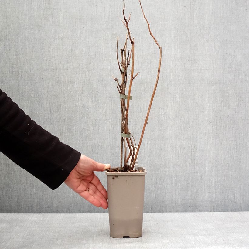 Amostra de Framboisier Twotimer Allyouneed - Rubus idaeus (remontant) Vaso de 1,5 L/2 L tal como entregue no inverno