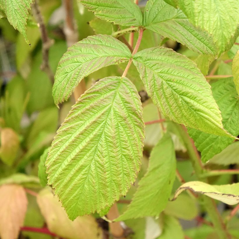 Framboeseiro Twotimer Sugana remontante - Rubus idaeus (Folhagem)