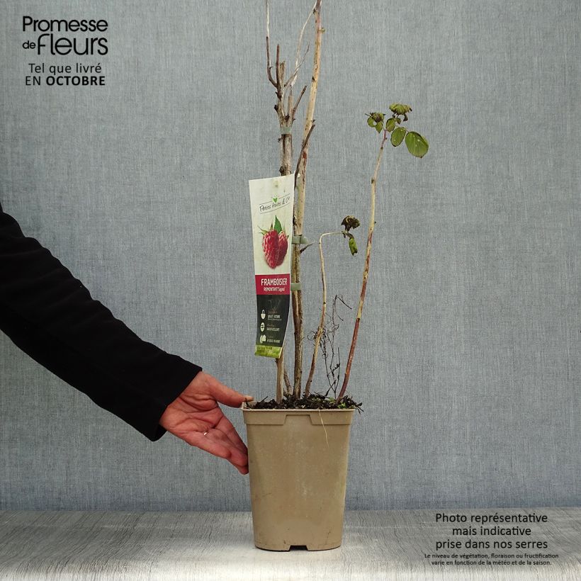 Amostra de Framboeseiro Twotimer Sugana remontante - Rubus idaeus Vaso de 1,5 L/2 L, Tufo tal como entregue no outono