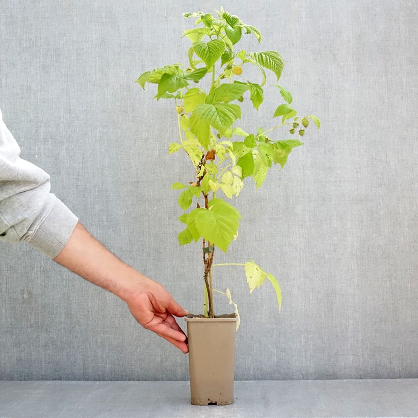 Amostra de Framboisier Twotimer Sugana Yellow (remontant) Pot de 1,5L/2L tal como entregue na primavera