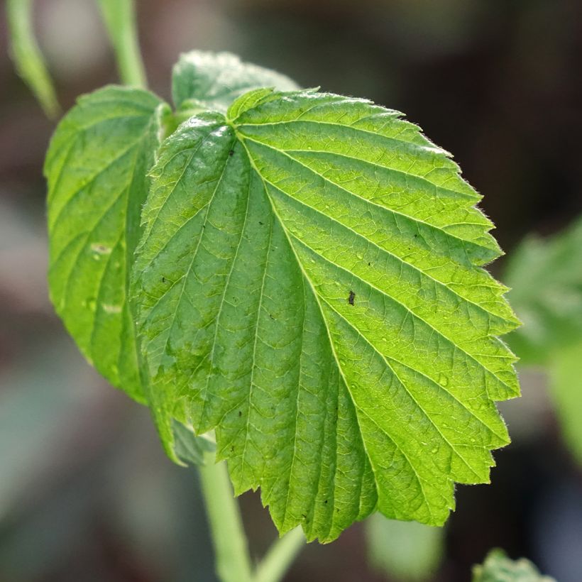 Framboeseiro Valentina não remontante - Rubus idaeus (Folhagem)