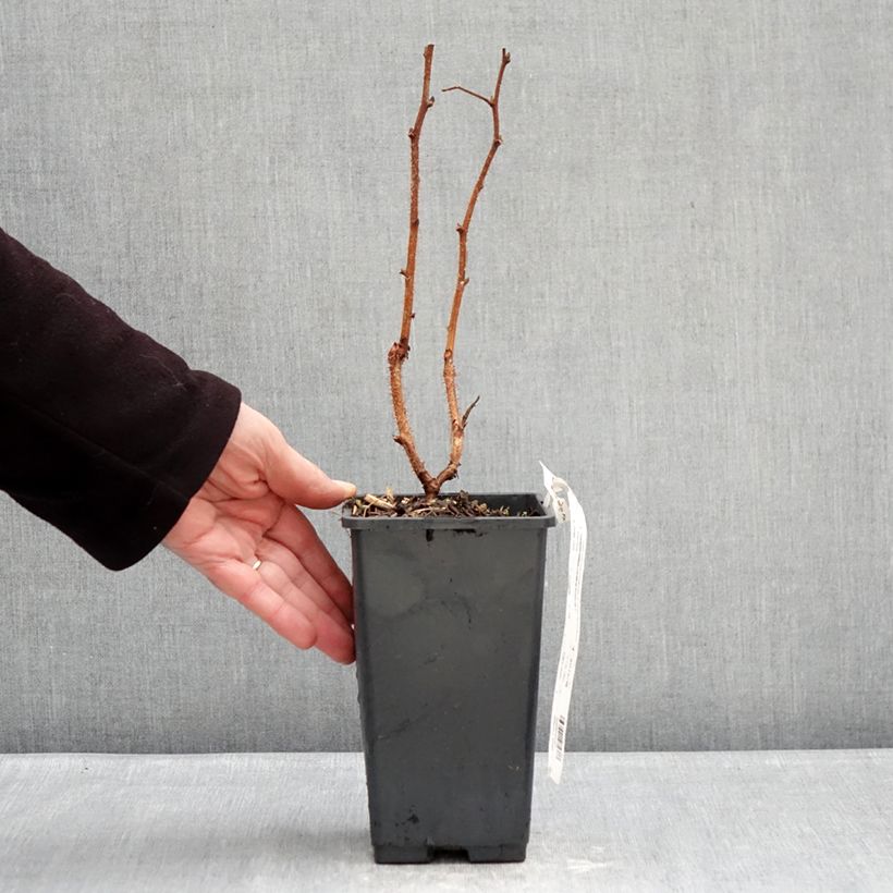 Amostra de Framboisier Valentina (non remontant) Vaso de 1,5 L/2 L, Tufo tal como entregue no inverno