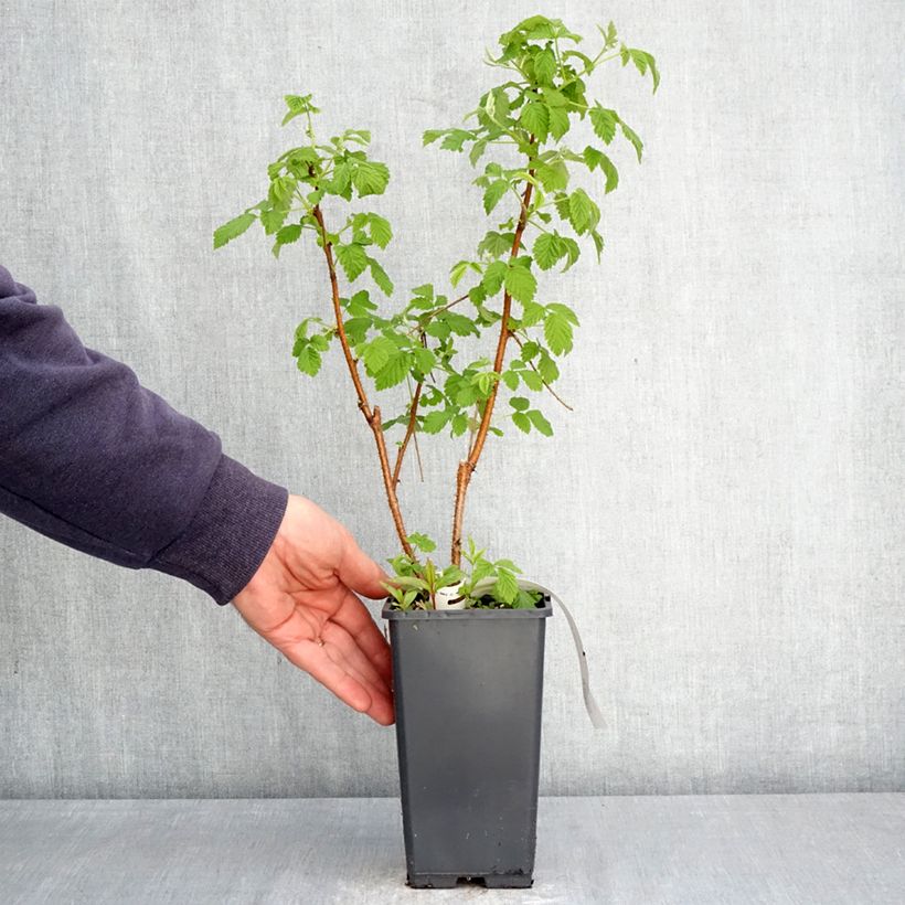 Amostra de Framboeseiro Valentina não remontante - Rubus idaeus Vaso de 1,5 L/2 L, Tufo tal como entregue na primavera