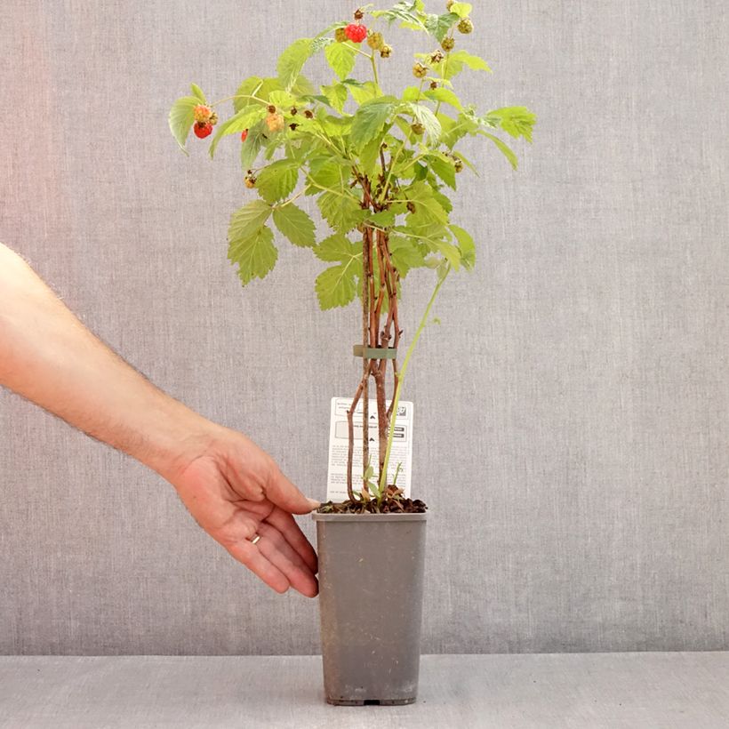 Amostra de Framboeseiro Versailles remontante Bio - Rubus idaeus Vaso de 1,5 L/2 L, Tufo tal como entregue no verão