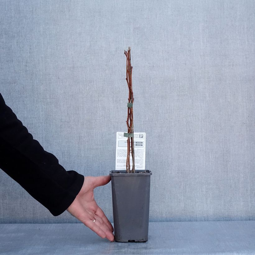 Amostra de Framboisier Versailles (remontant) Bio Pot de 1,5L/2L, Touffe tal como entregue no inverno