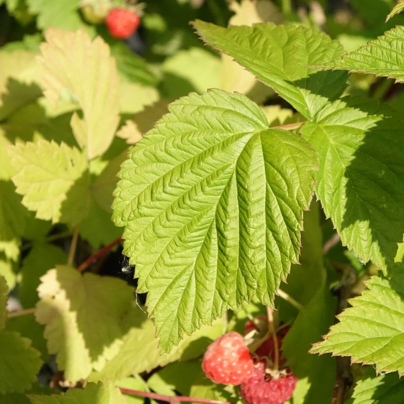 Framboeseiro Versailles remontante Bio - Rubus idaeus (Folhagem)
