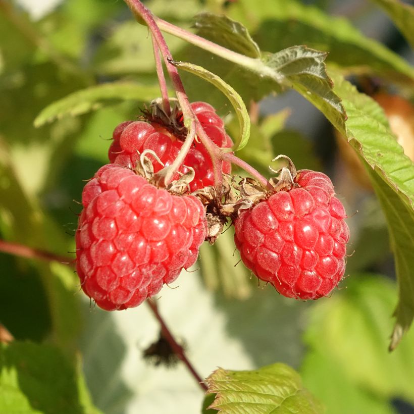 Framboeseiro Versailles remontante Bio - Rubus idaeus (Colheita)