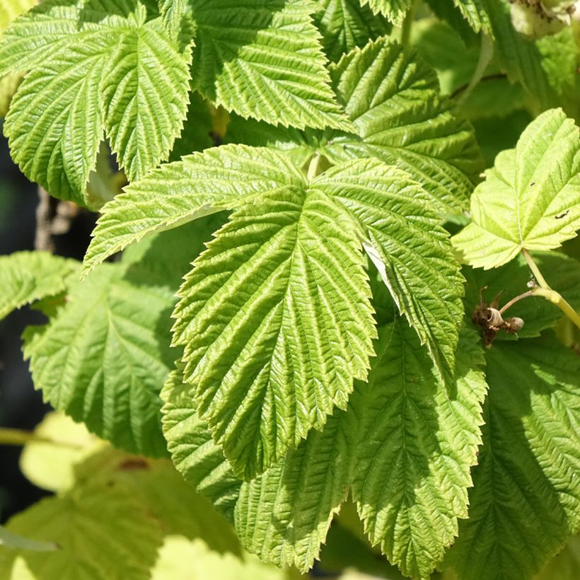 Framboeseiro Violette não remontante - Rubus idaeus (Folhagem)