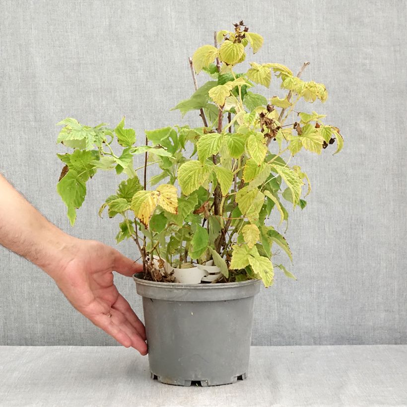 Amostra de Framboeseiro Violette não remontante - Rubus idaeus Vaso de 3 L/4 L tal como entregue no verão