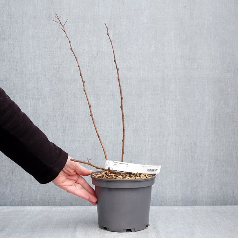 Amostra de Framboisier Violette (non remontant) Vaso de 3 L/4 L tal como entregue no inverno