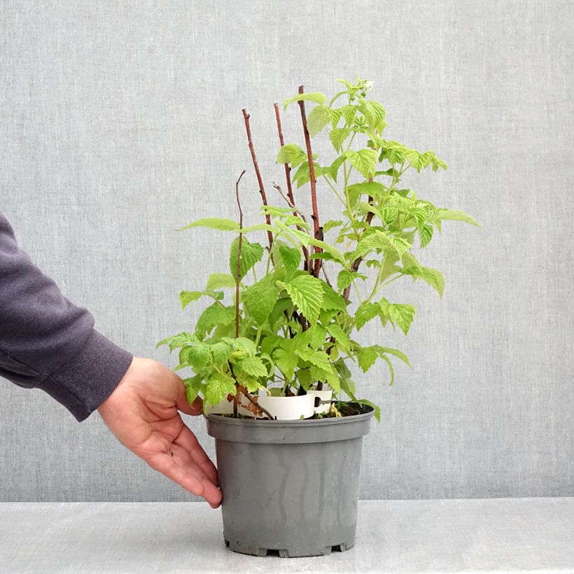 Amostra de Framboeseiro Violette não remontante - Rubus idaeus Vaso de 3 L/4 L tal como entregue na primavera