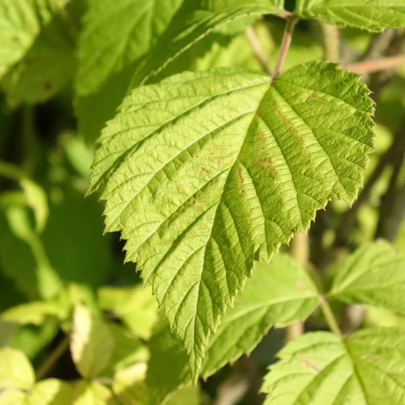 Framboeseiro Willamette não remontante Bio - Rubus idaeus (Folhagem)
