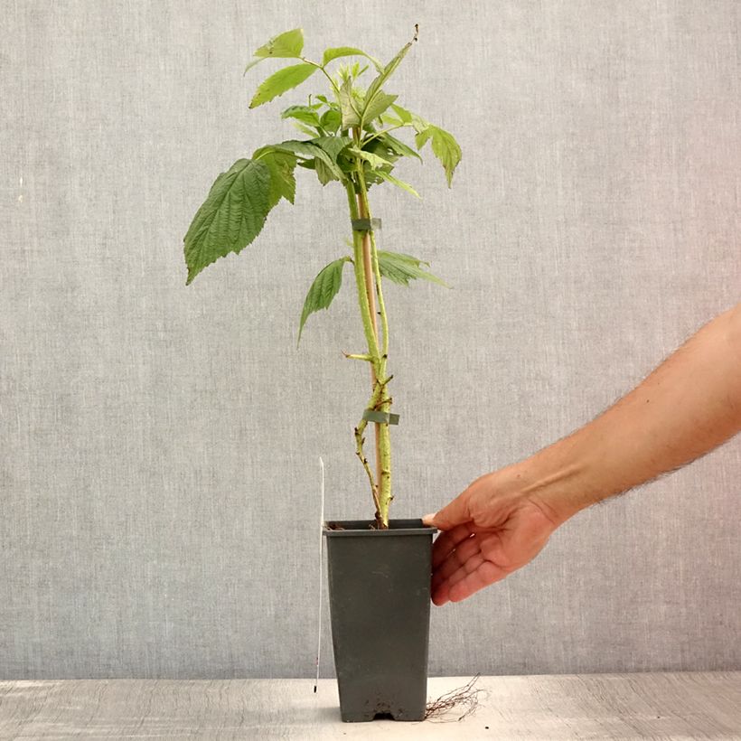 Amostra de Framboeseiro Willamette não remontante - Rubus idaeus Vaso de 1,5 L/2 L, Arbusto tal como entregue no verão